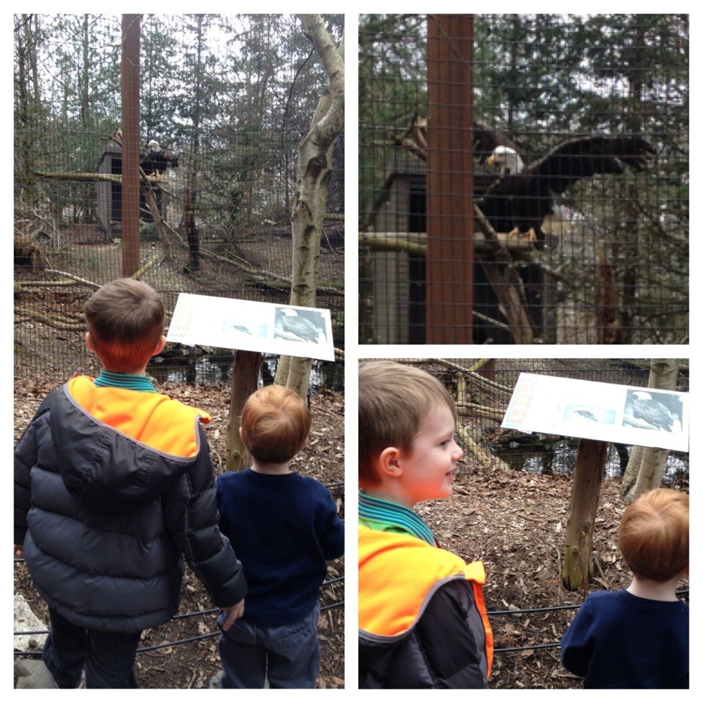 Trip to the zoo 1