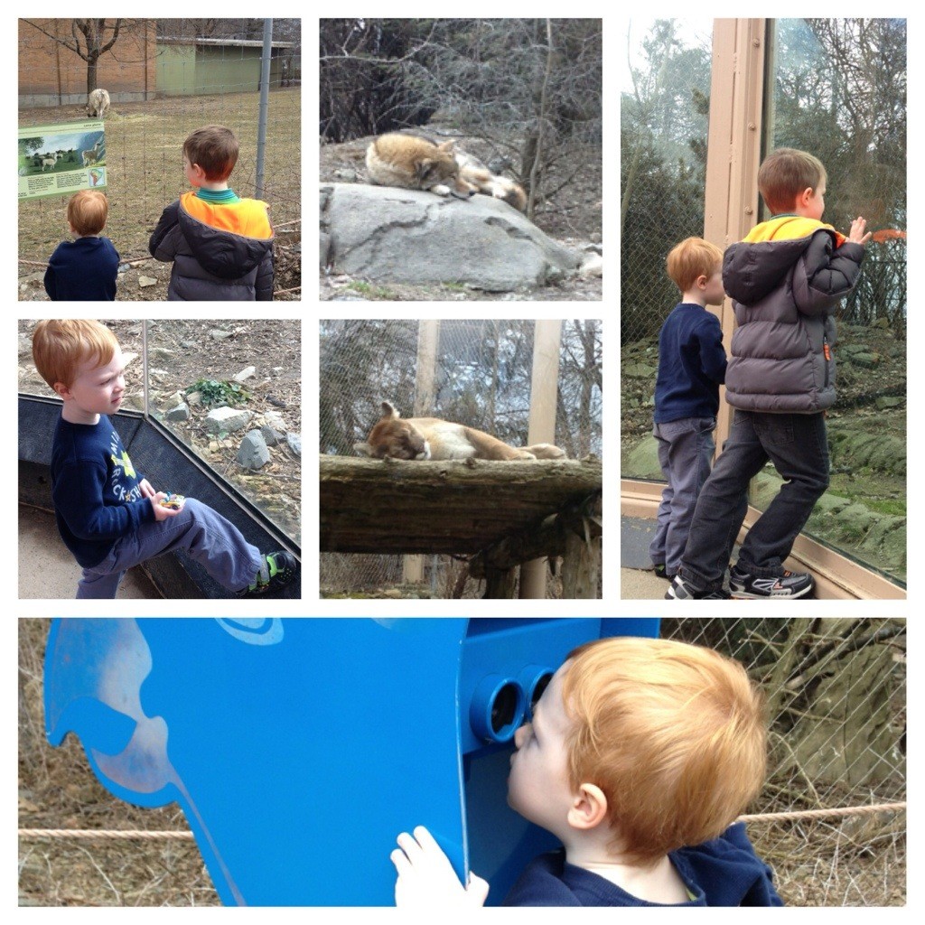 Trip to the zoo 3