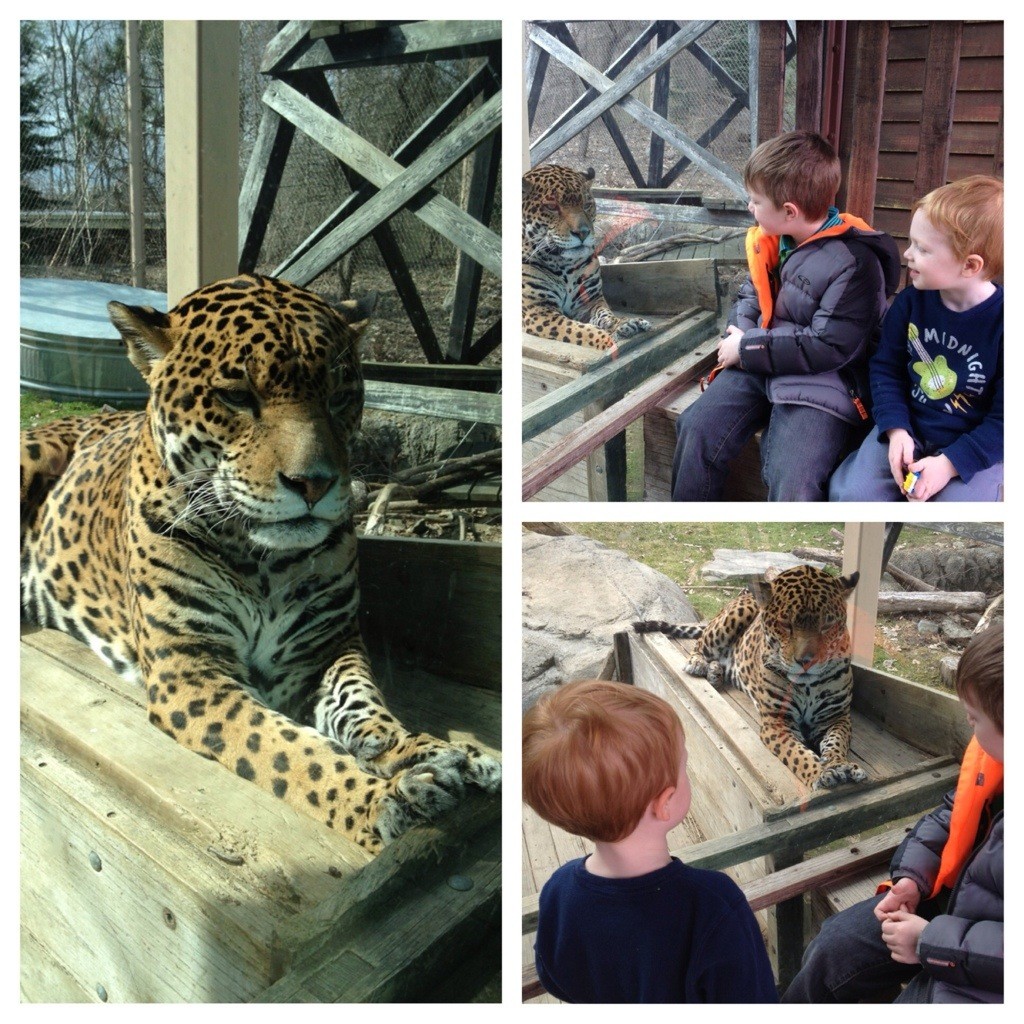 Trip to the zoo 4