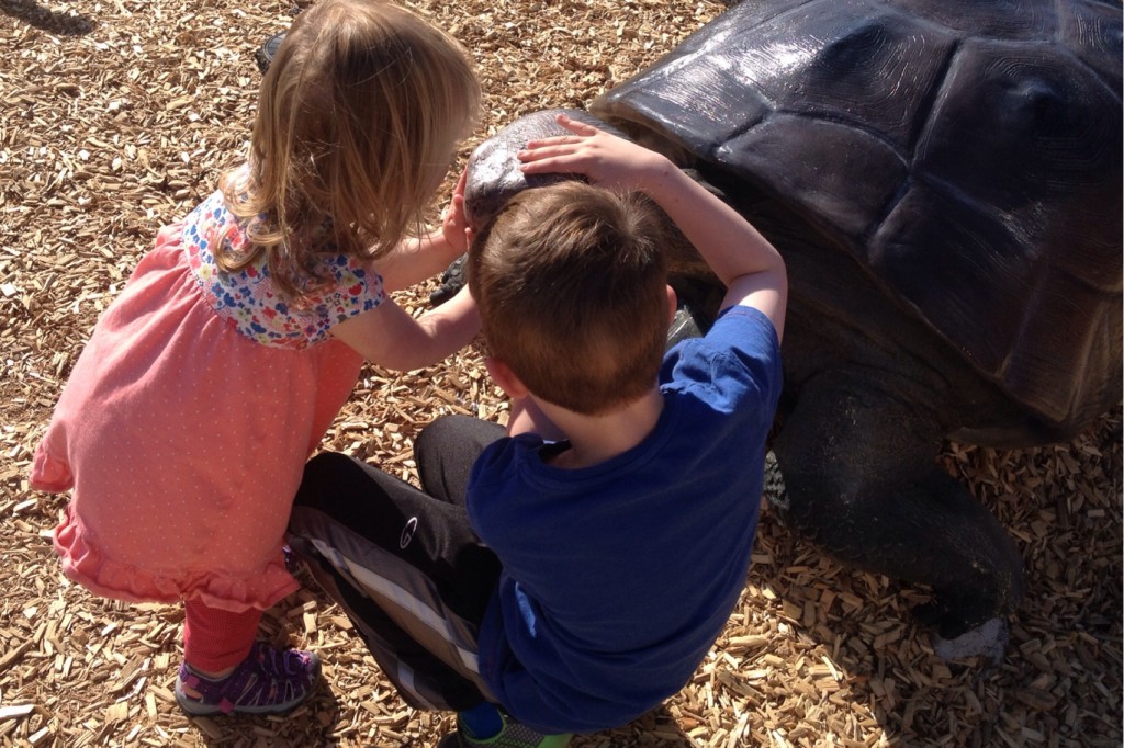 Turtle 1