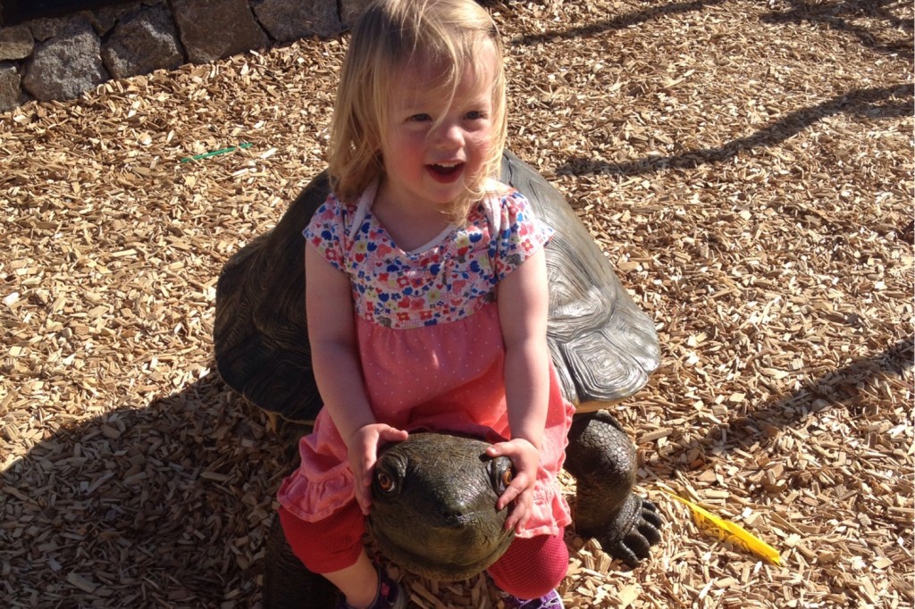Turtle 3