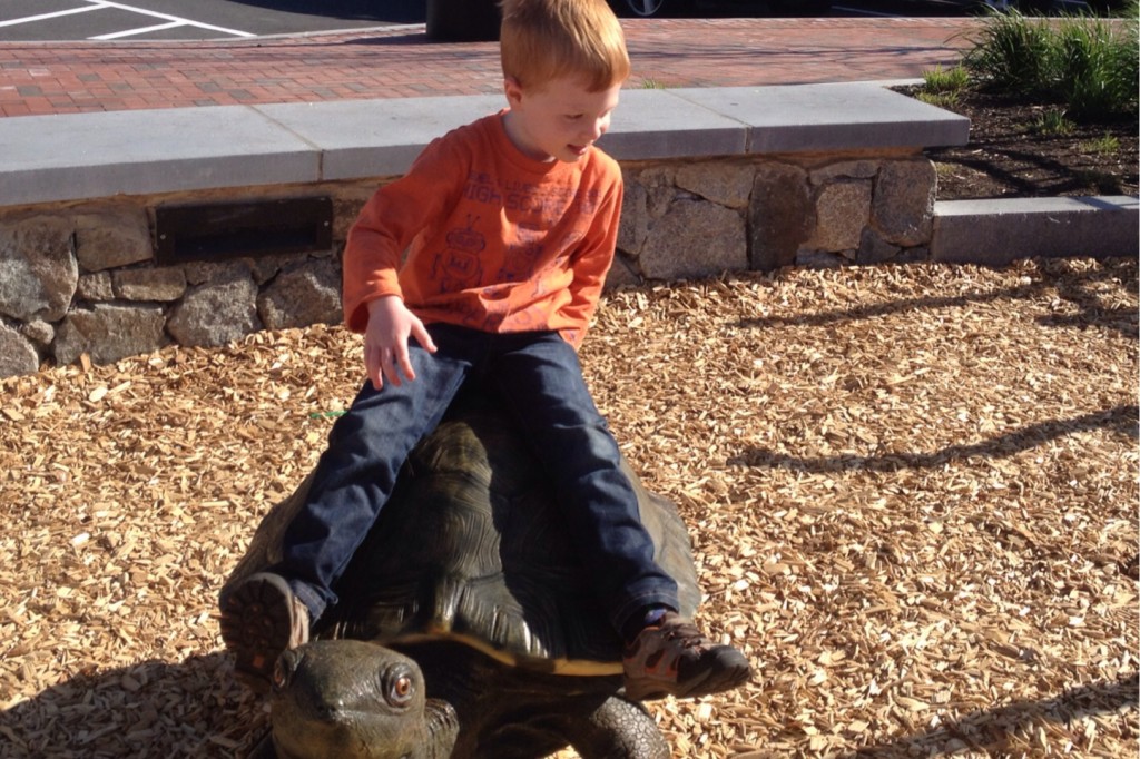 Turtle 6