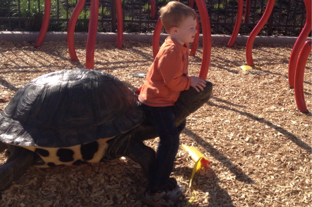 Turtle 7