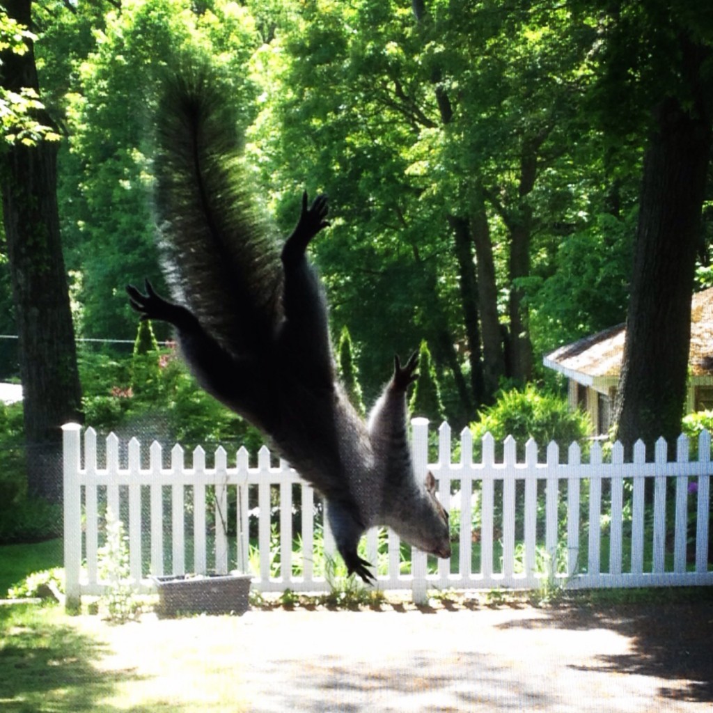 SilentSunday140607