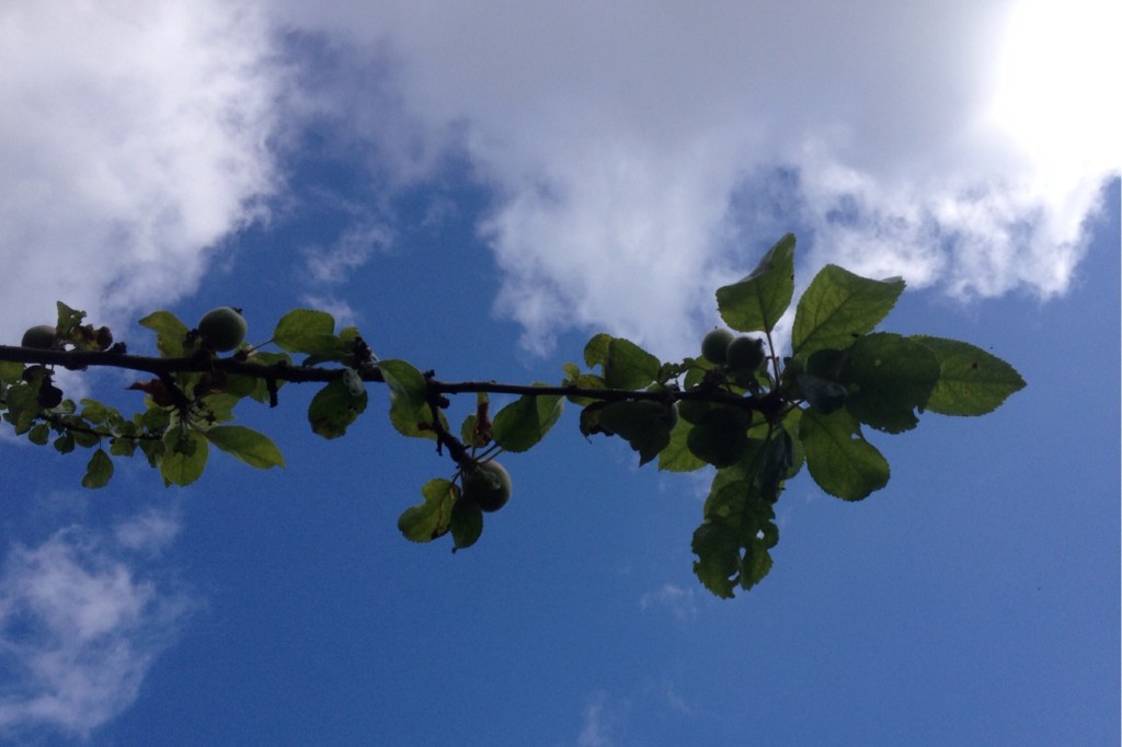 365-177-140626