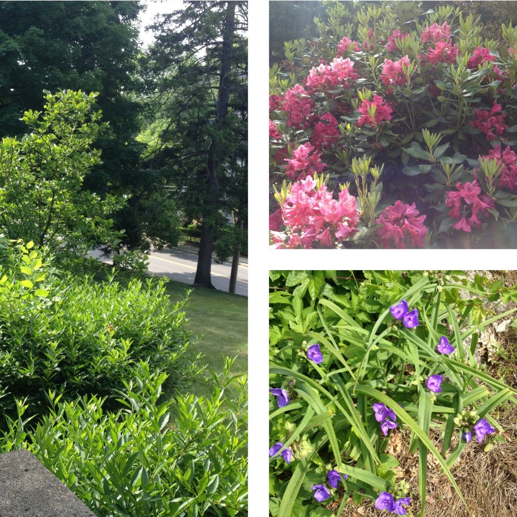 Garden Collage 1