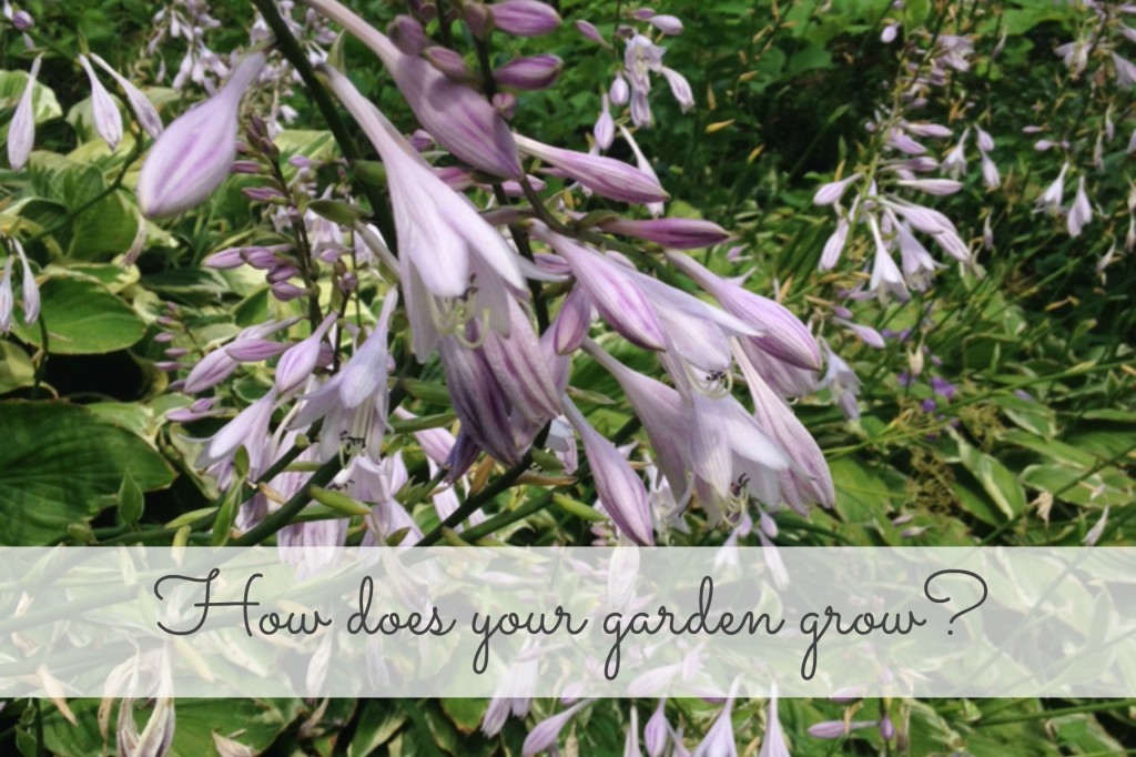 How does your garden grow 140730