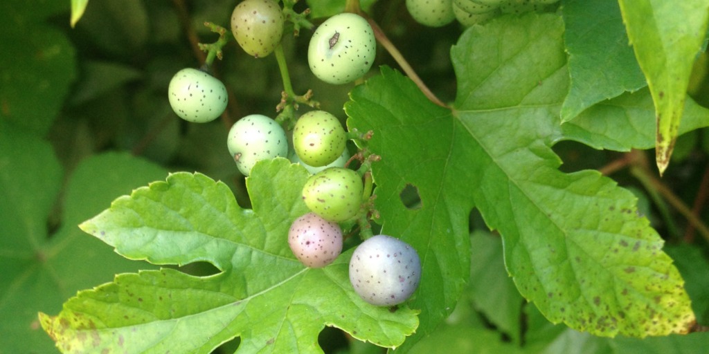 Easter Egg Bush 1