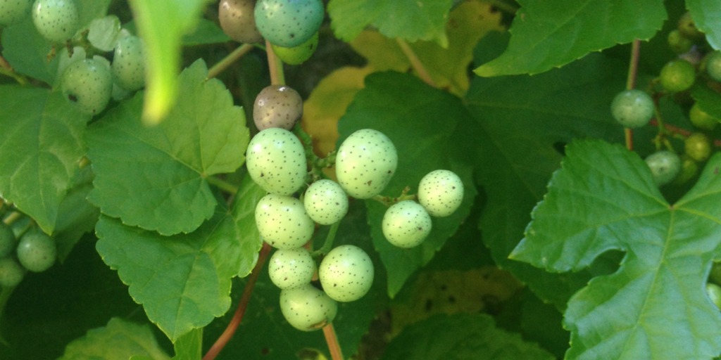 Easter Egg Bush 2