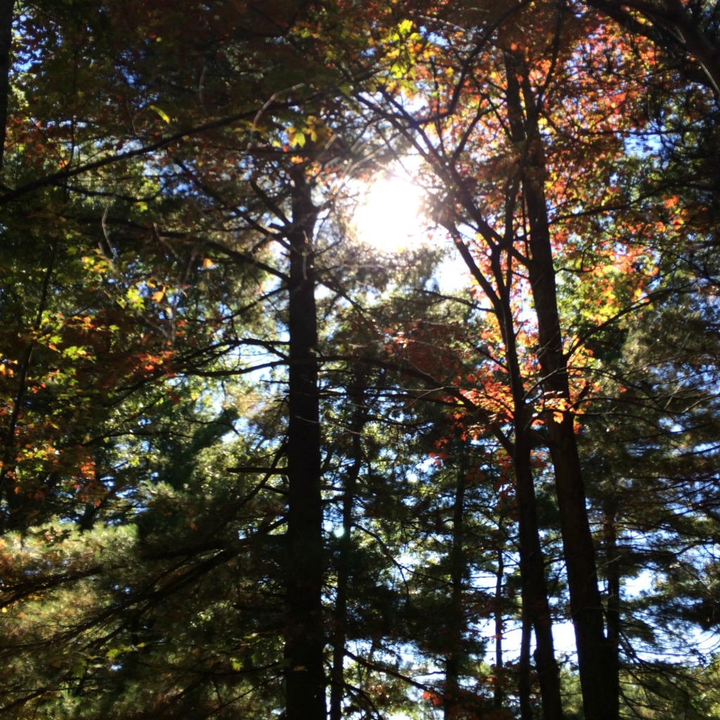 Trees