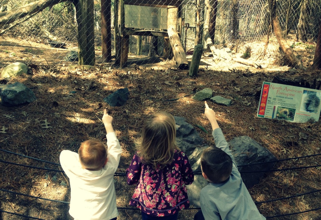 Z is for Zoo