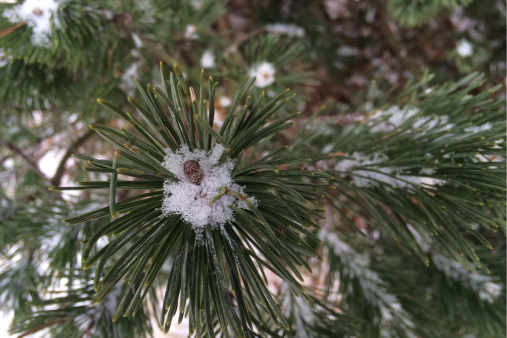 Light Snow 2