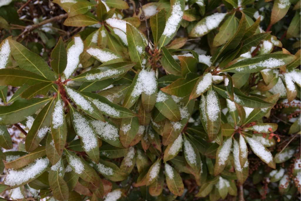 Light Snow 3