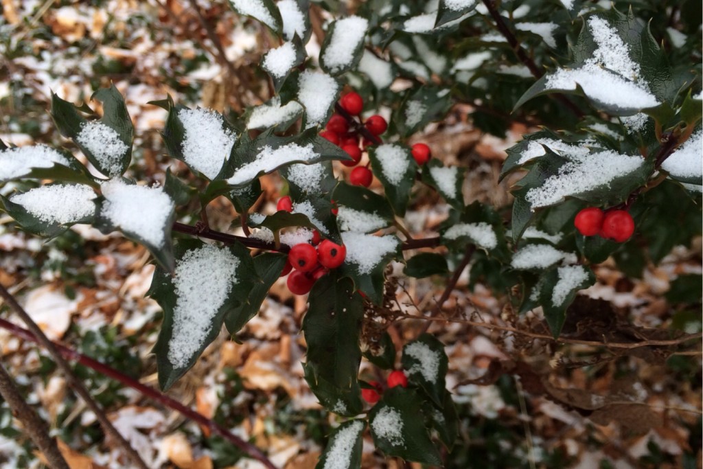 Light Snow 7