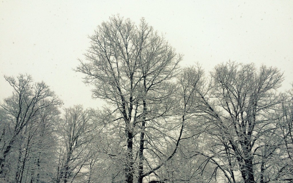 Silent Sunday 150125