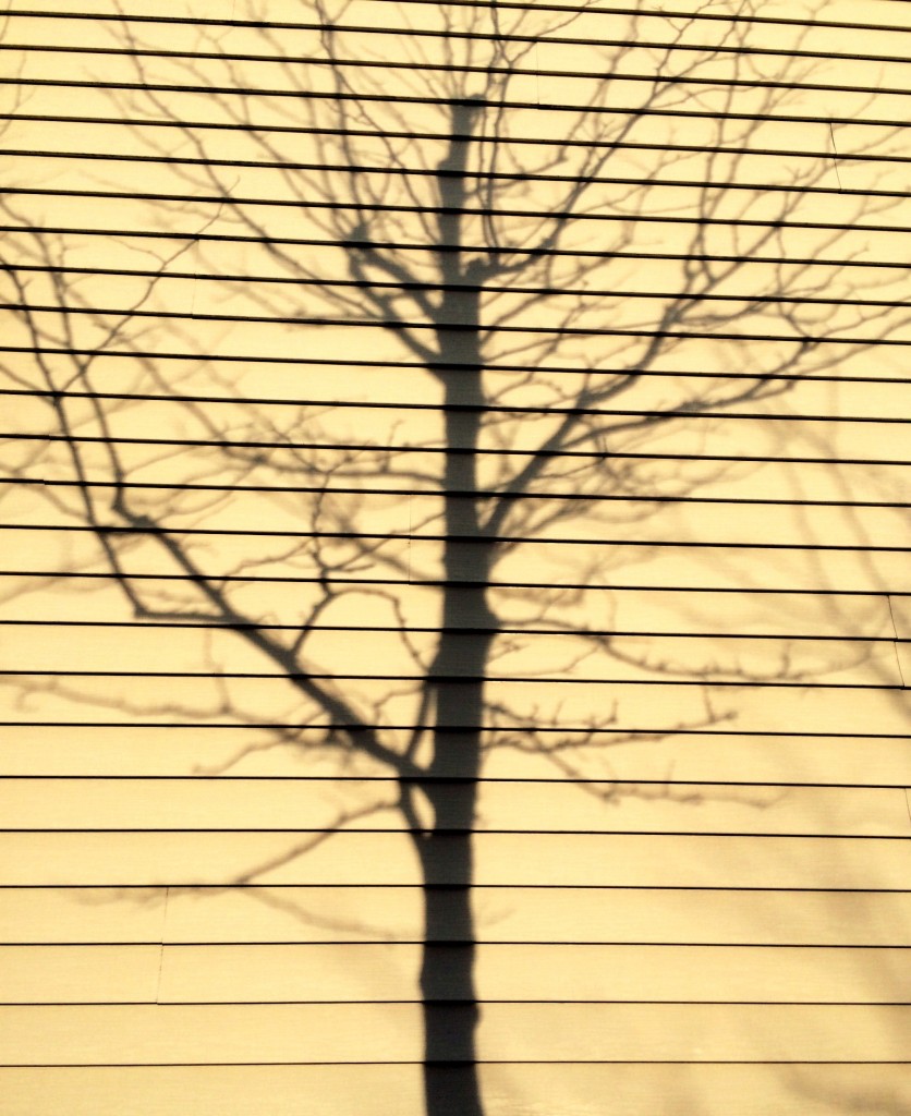 Silent Sunday 150301