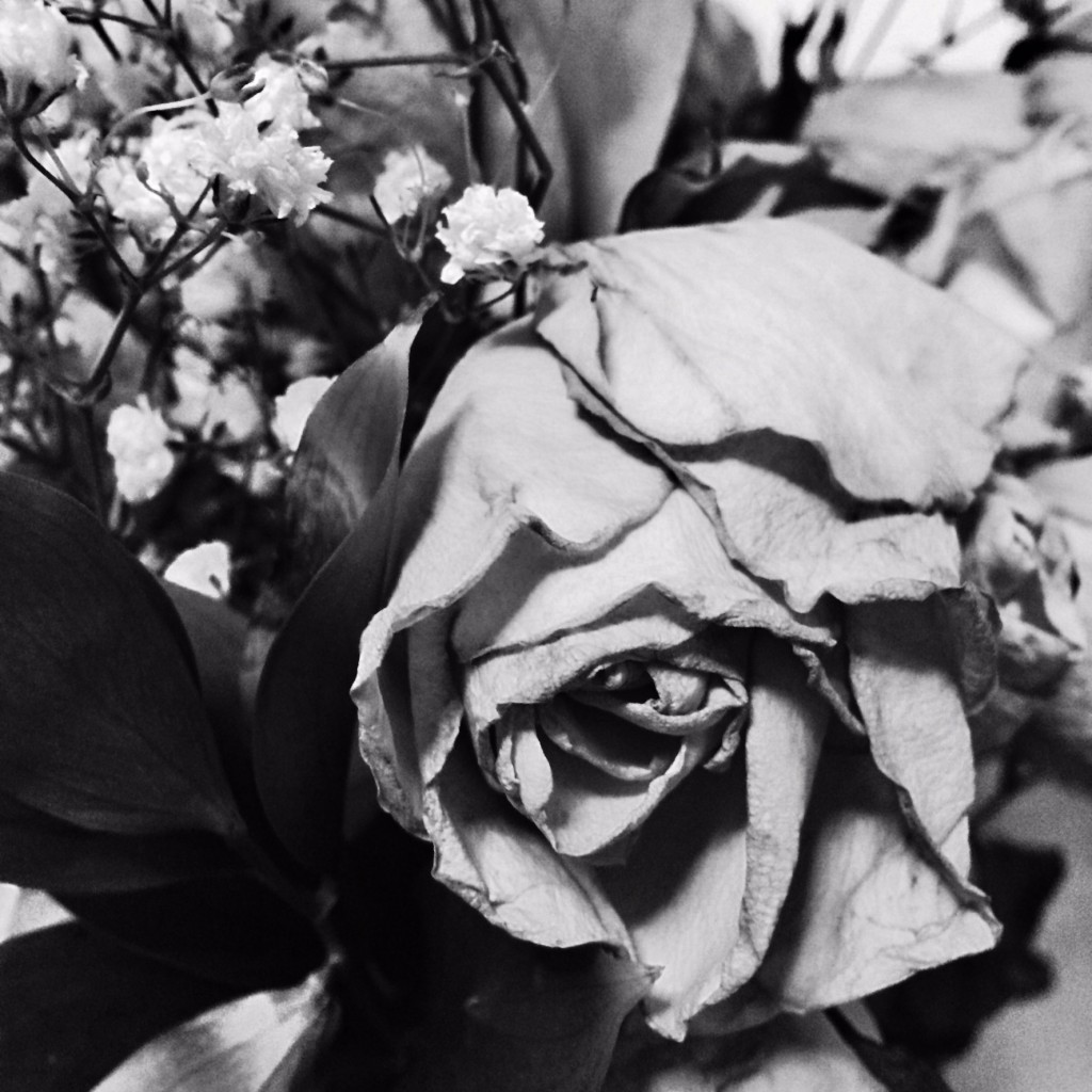 150308 Faded Rose