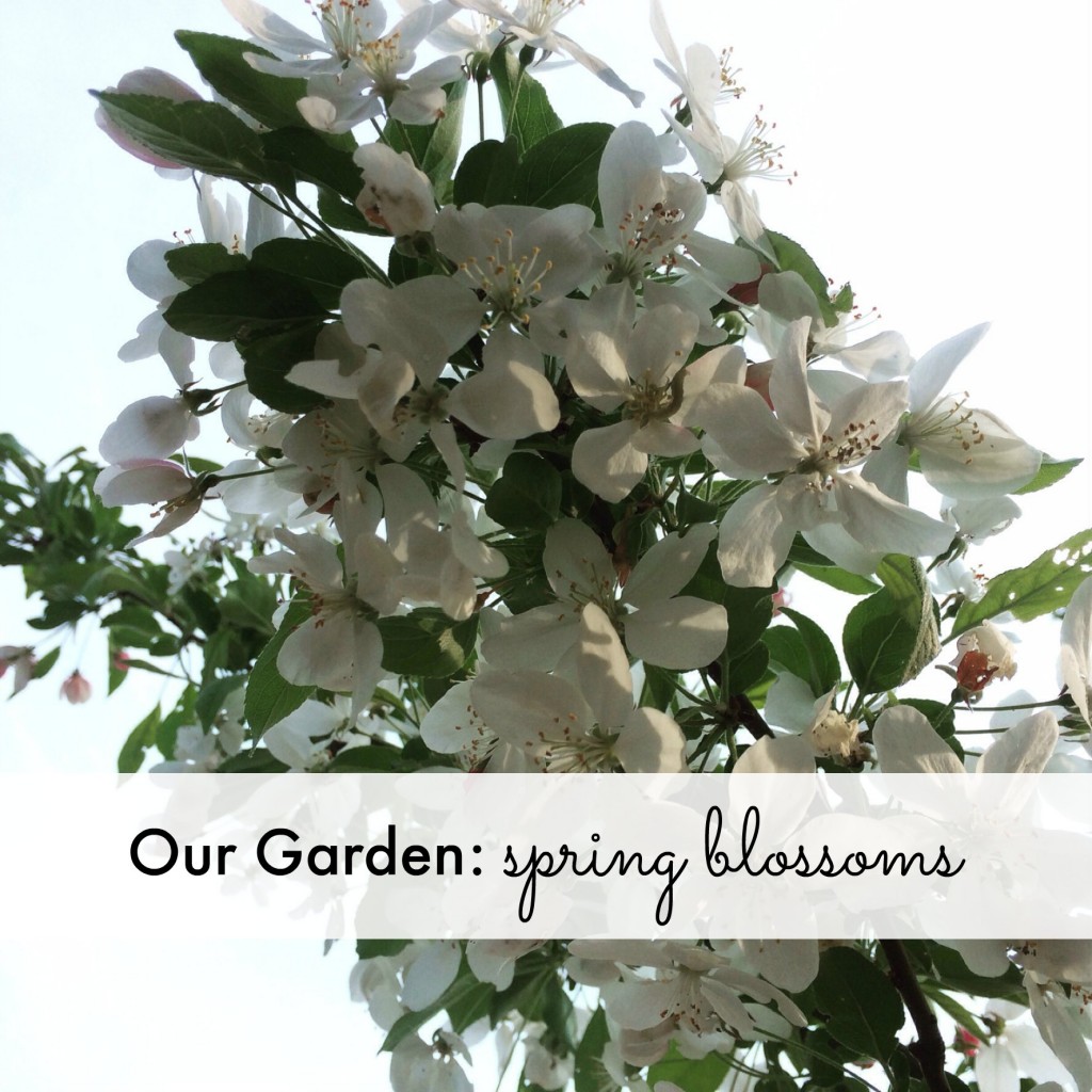 Our Garden: spring blossoms