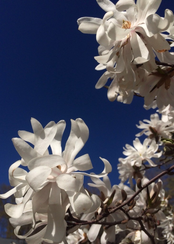 Silent Sunday 150503