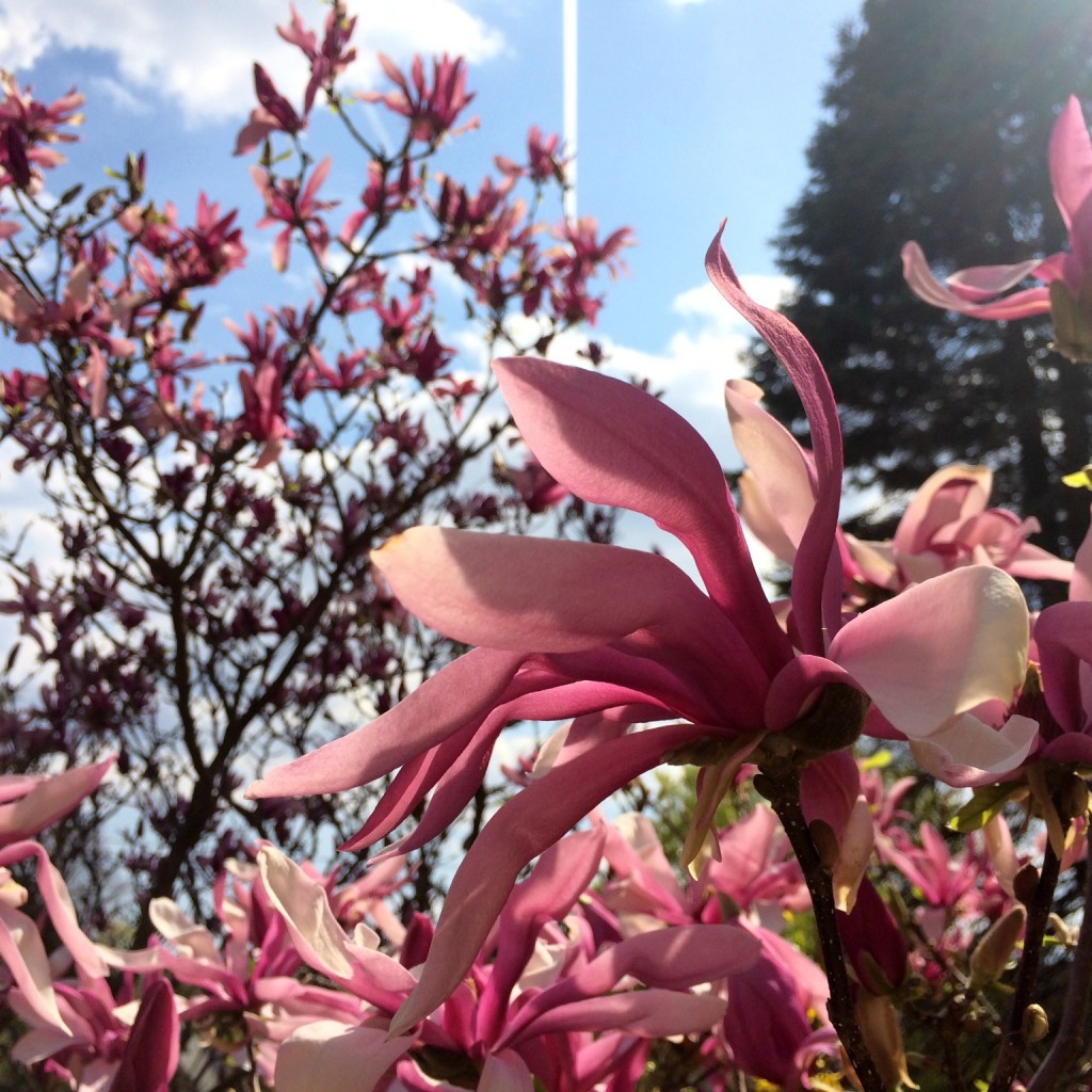 Silent Sunday 150510