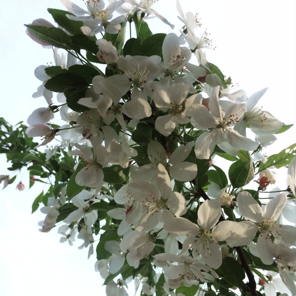 Silent Sunday: 17 May 2015