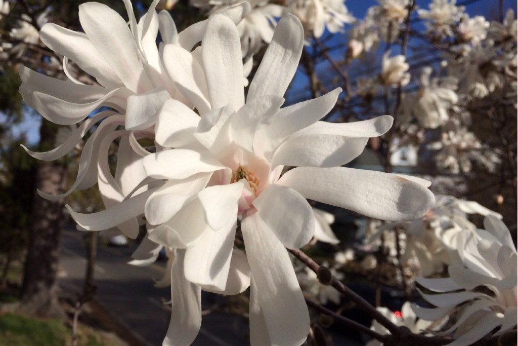 Spring Blossoms 1