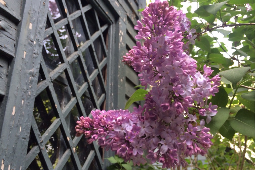 Spring Blossoms 10