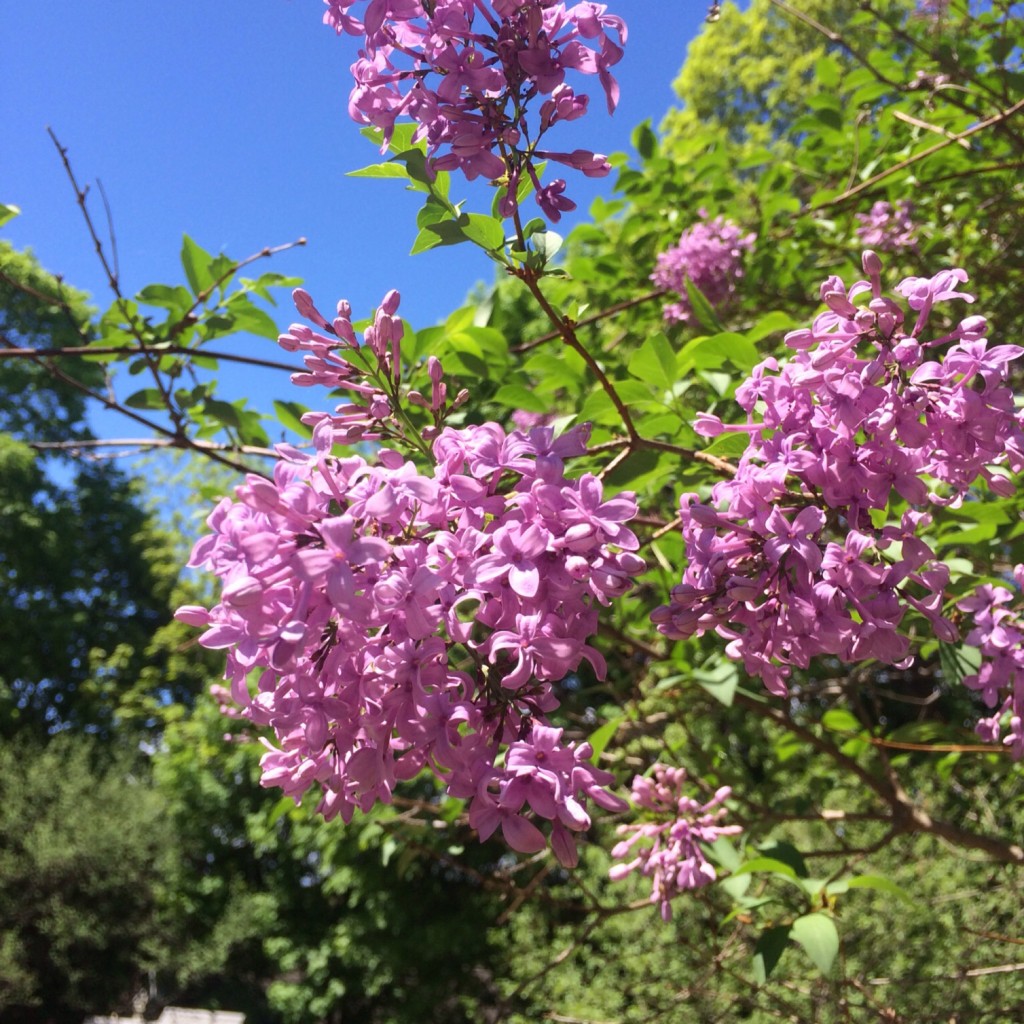 Spring Blossoms 11