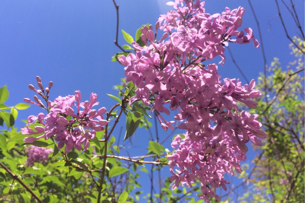 Spring Blossoms 12