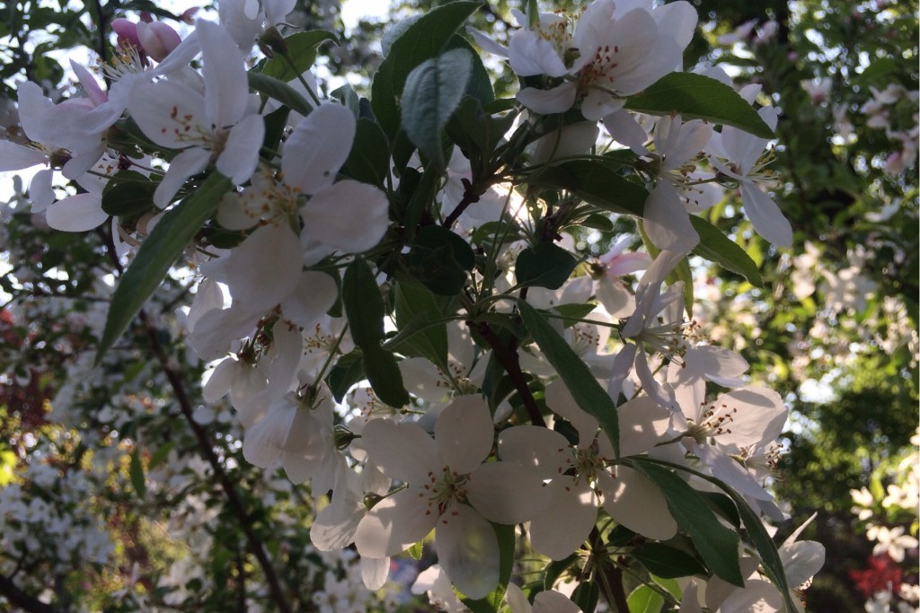 Spring Blossoms 13