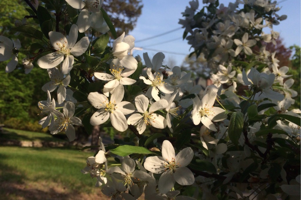 Spring Blossoms 14