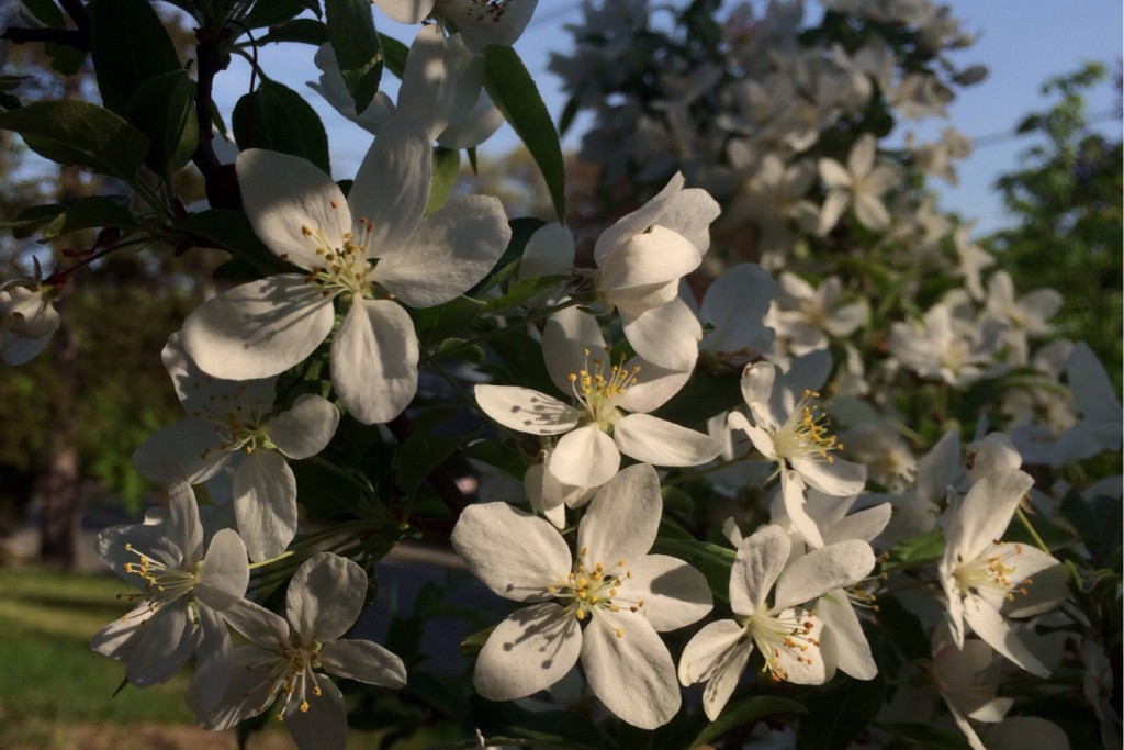 Spring Blossoms 15