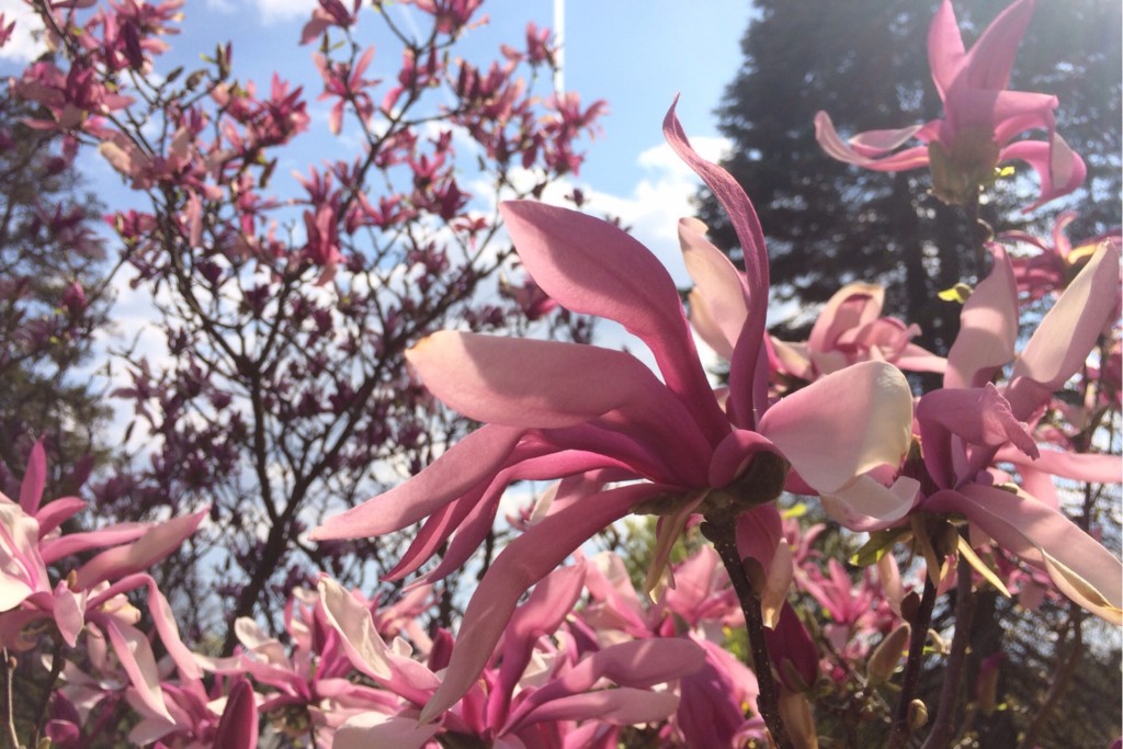 Spring Blossoms 17
