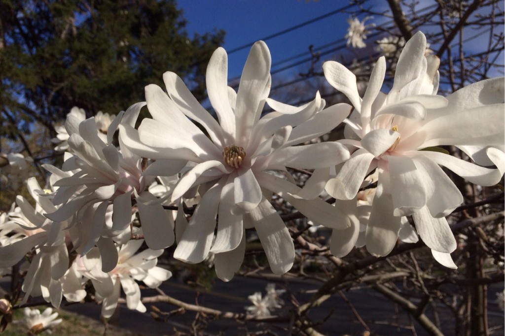 Spring Blossoms 2