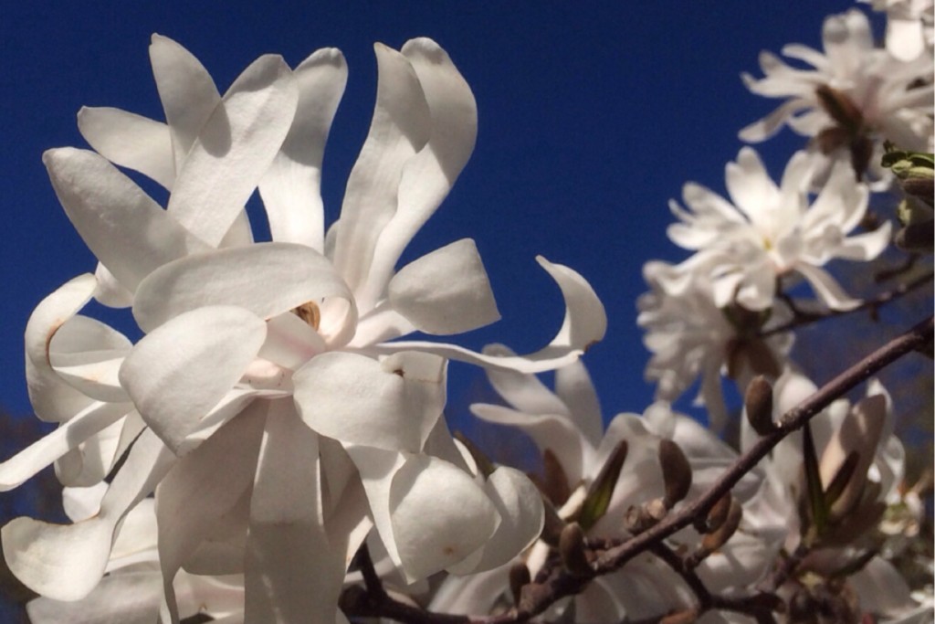 Spring Blossoms 3