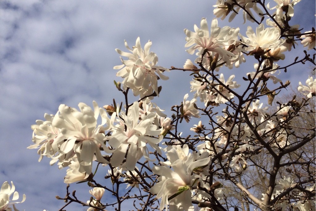 Spring Blossoms 4