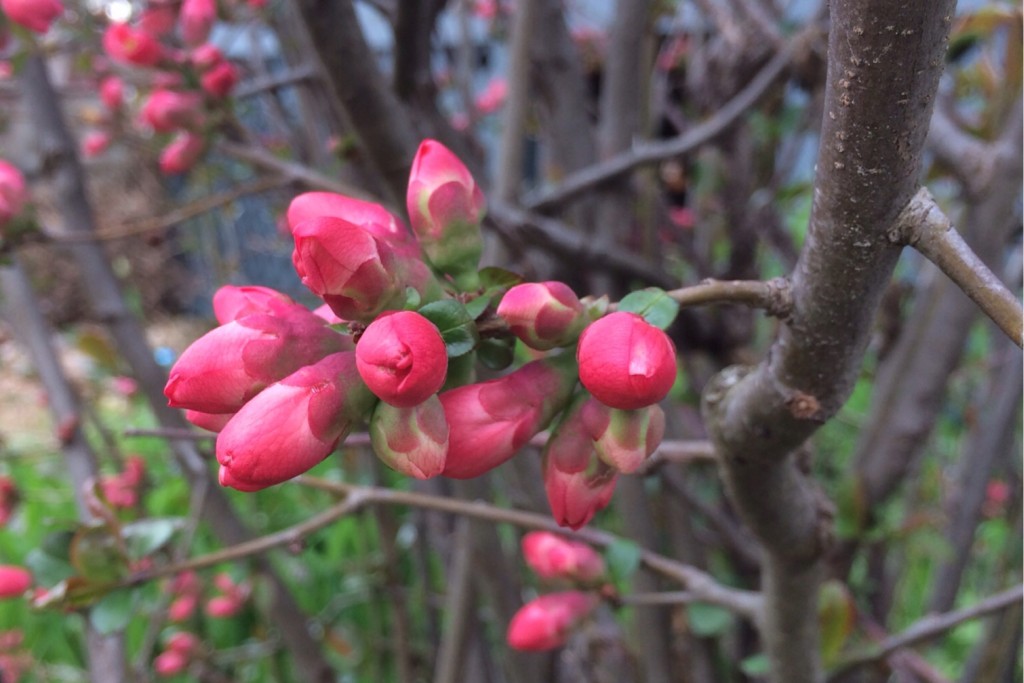Spring Blossoms 5