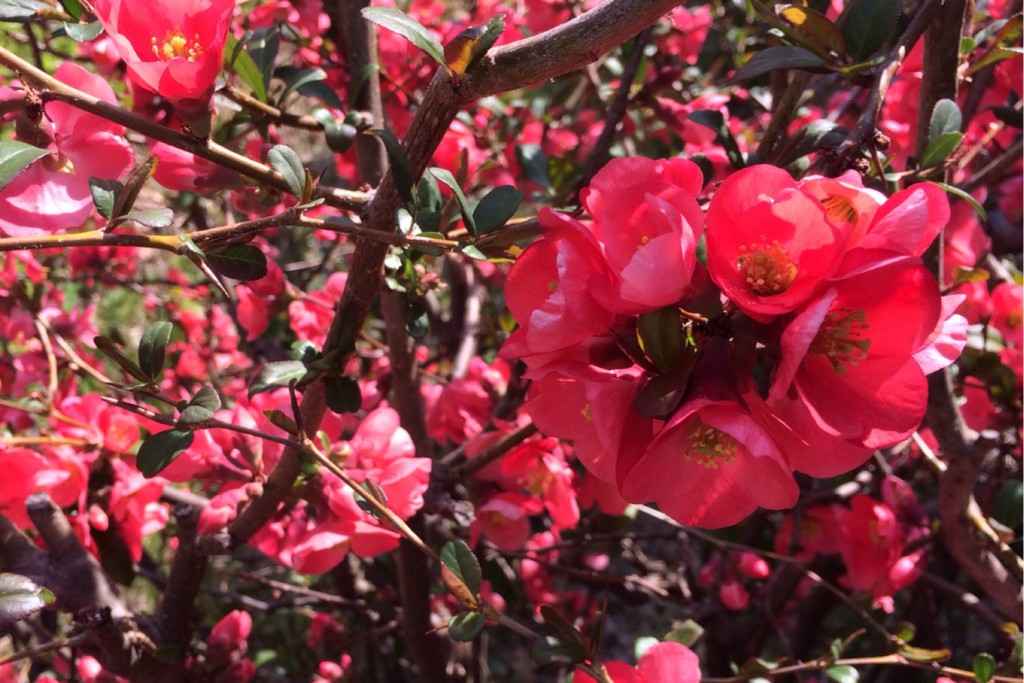 Spring Blossoms 6