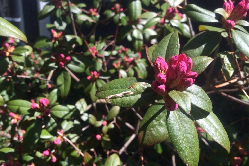 Spring Blossoms 7