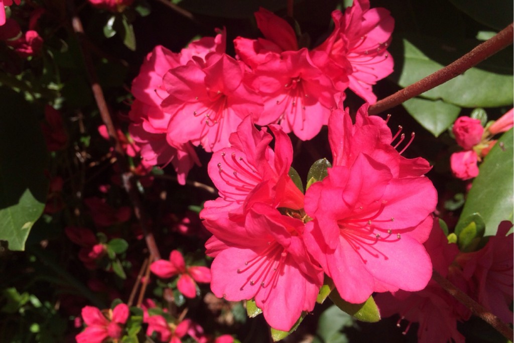 Spring Blossoms 8