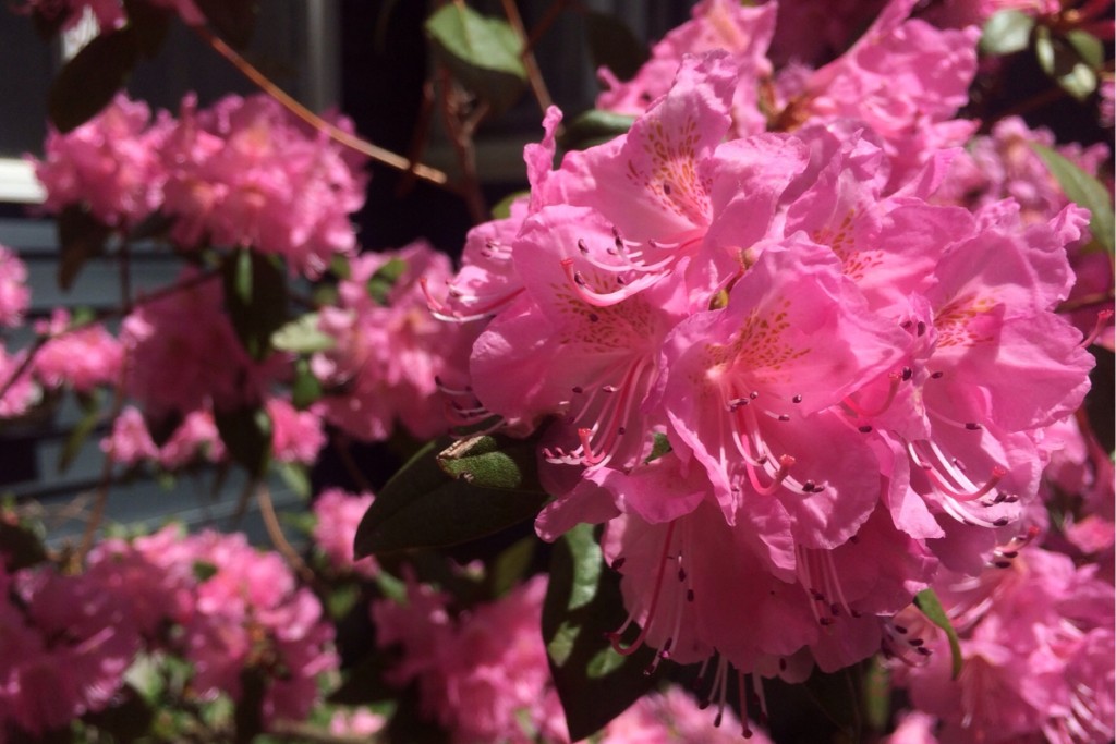 Spring Blossoms 9