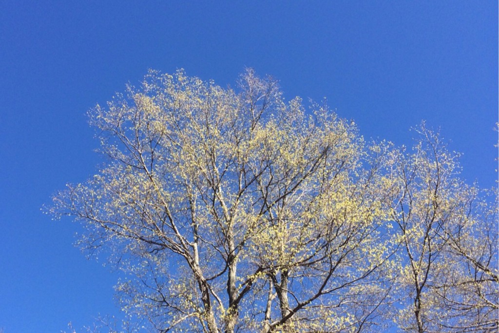 Spring at Last 11