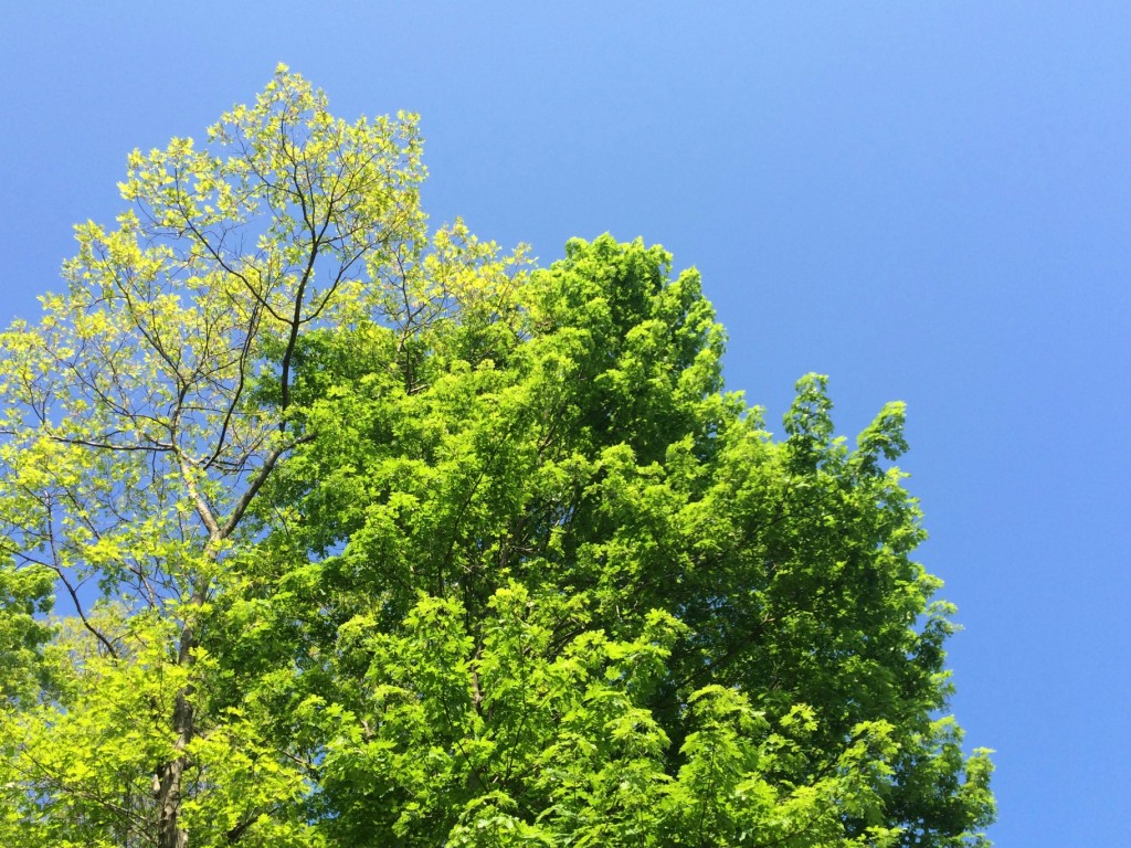 Spring at Last 12