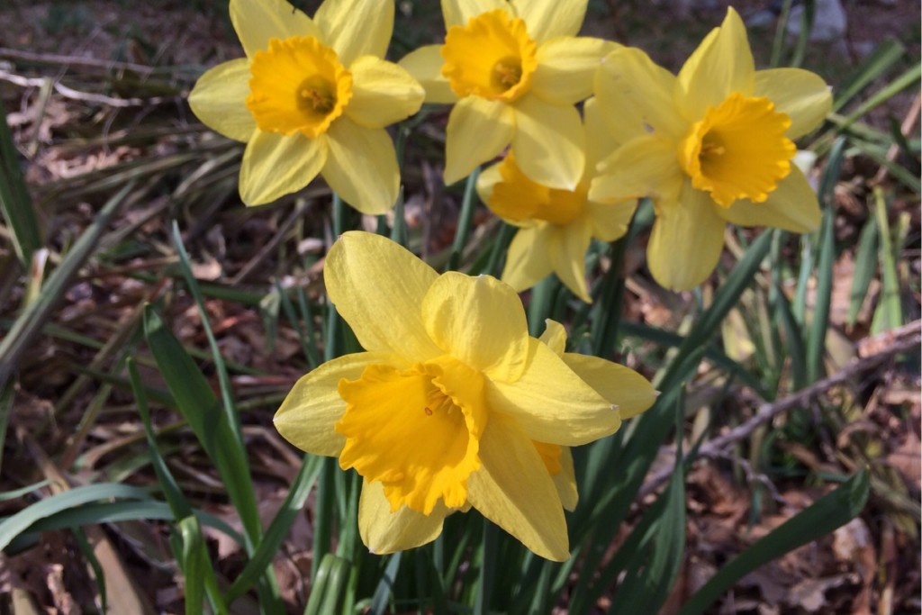 Spring at Last 2
