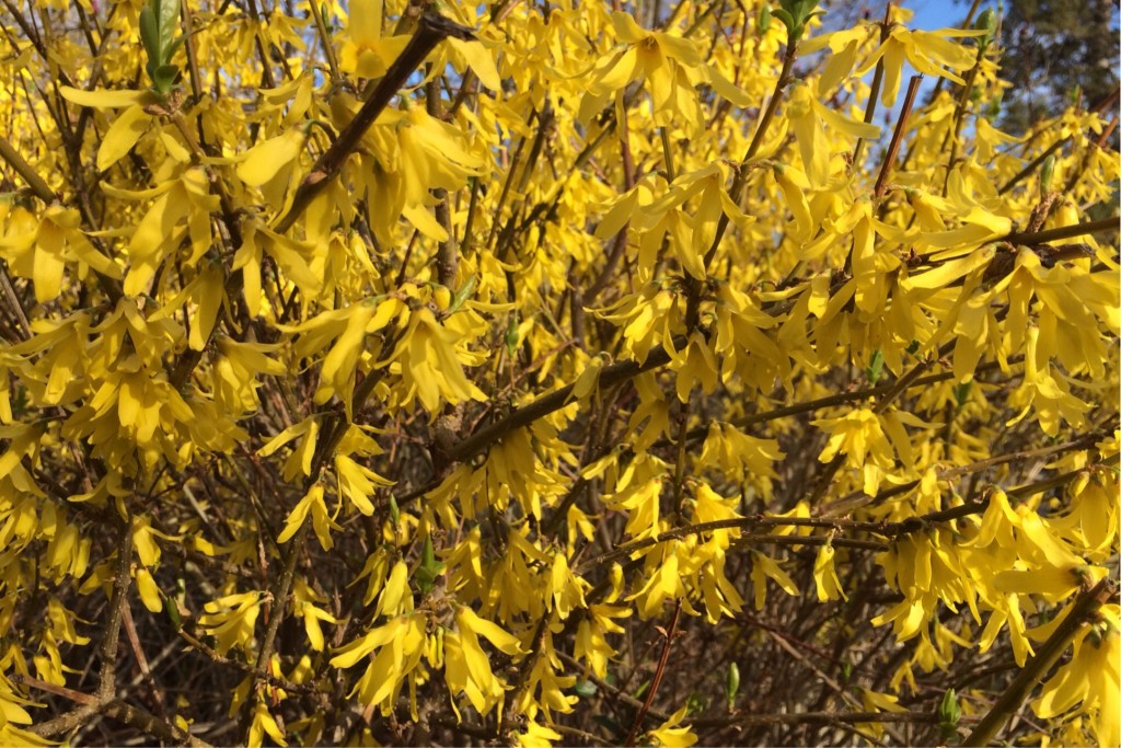 Spring at Last 3