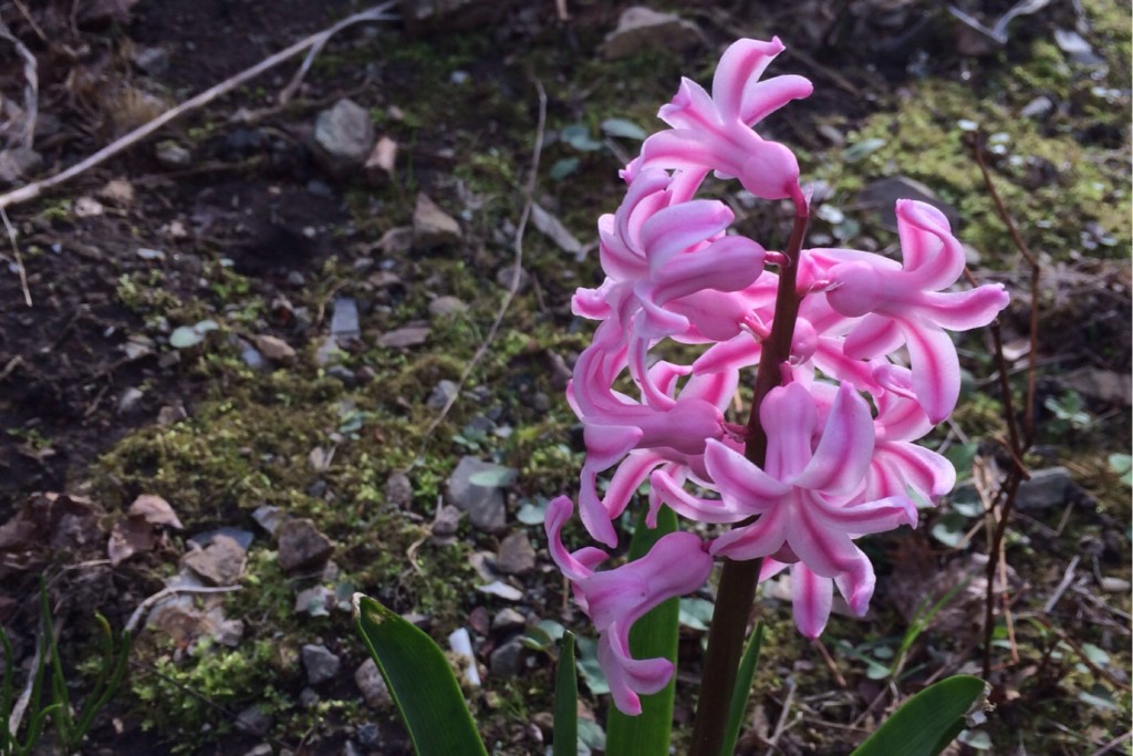 Spring at Last 5