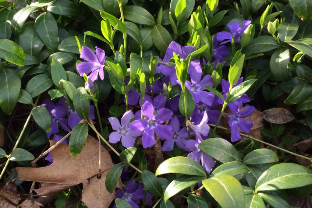 Spring at Last 6