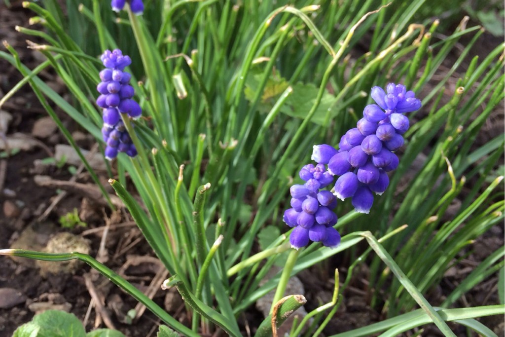 Spring at Last 7