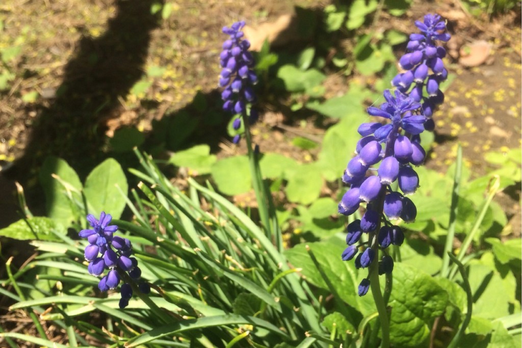 Spring at Last 8
