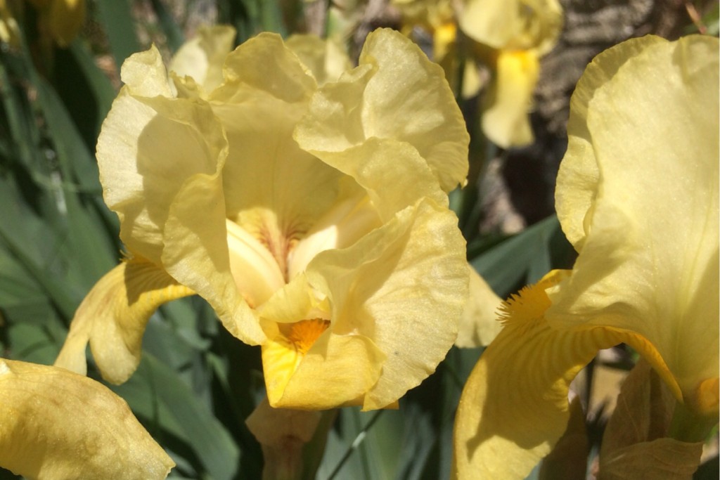Spring at Last 9